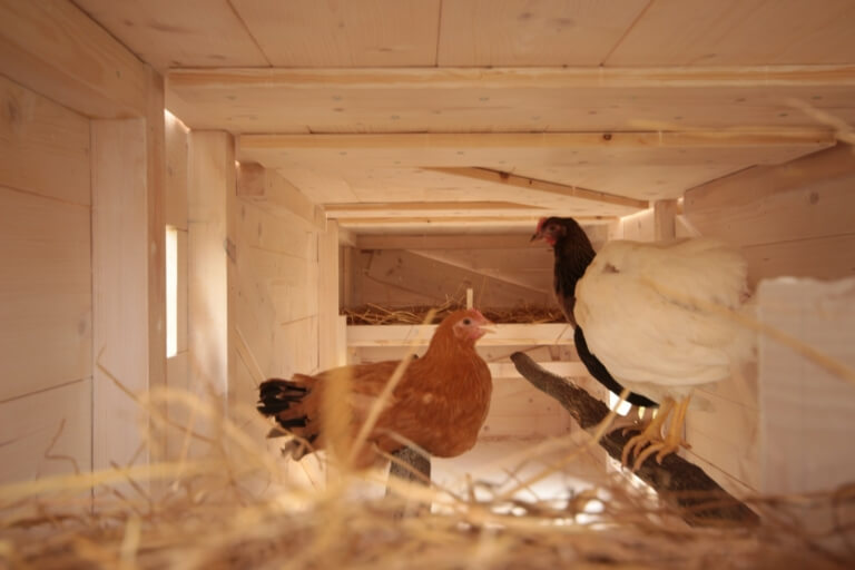 Zilahi_Peter-Tyukocka_2